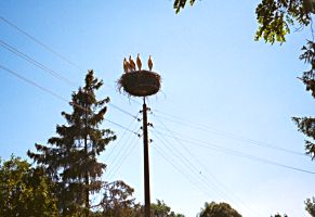 Photograph of baby storks